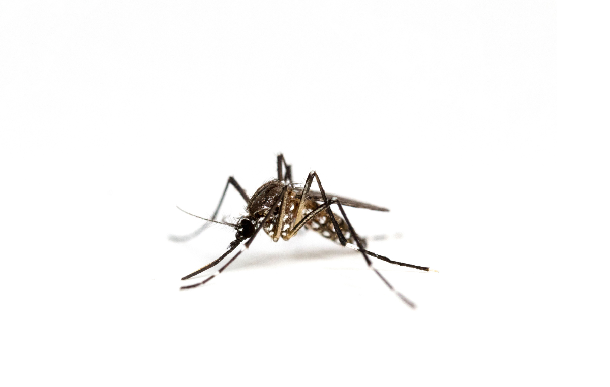 La disinfestazione dalle zanzare