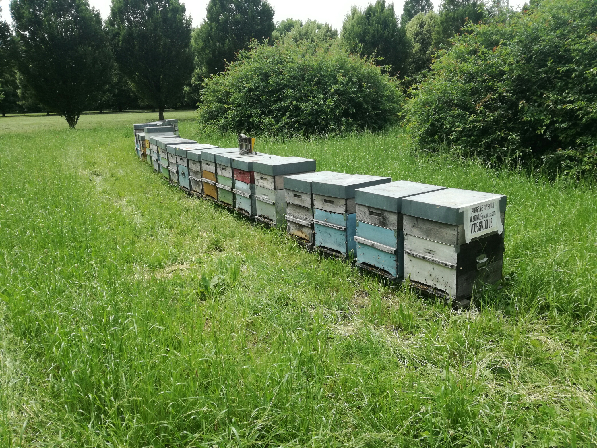 arnie apicoltura nei parchi