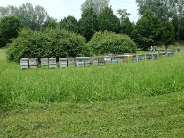 arnia apicoltura nei parchi