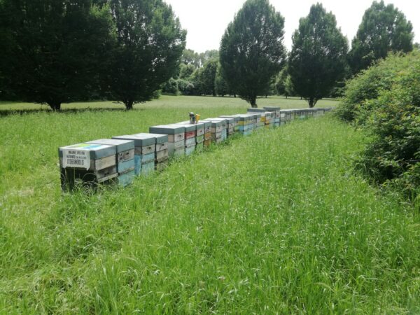 api arnie apicoltura nei parchi