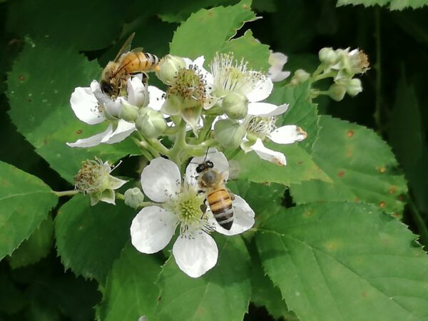 api arnie apicoltura nei parchi