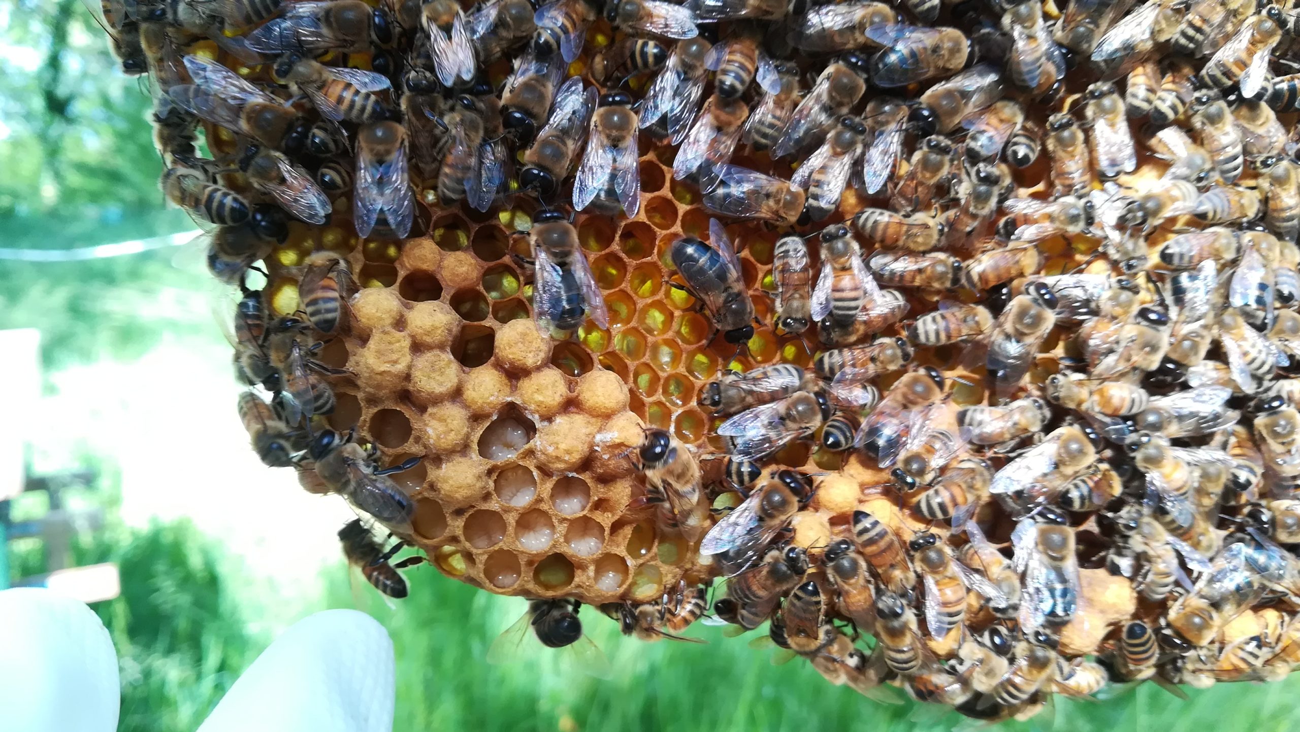 apicoltura urbana