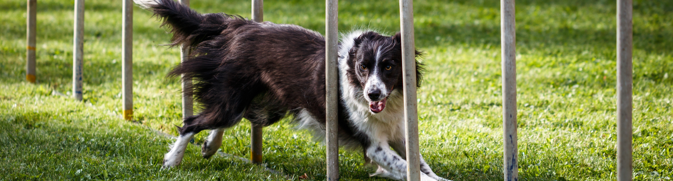 cane affronta lo slalom nell'area agility dog