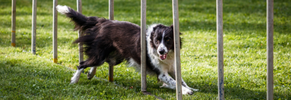 Area Agility Dog