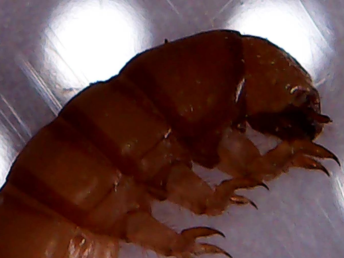 foto scattata al microscopio dai bambini e dalle bambine durante il laboratorio di giocheria 