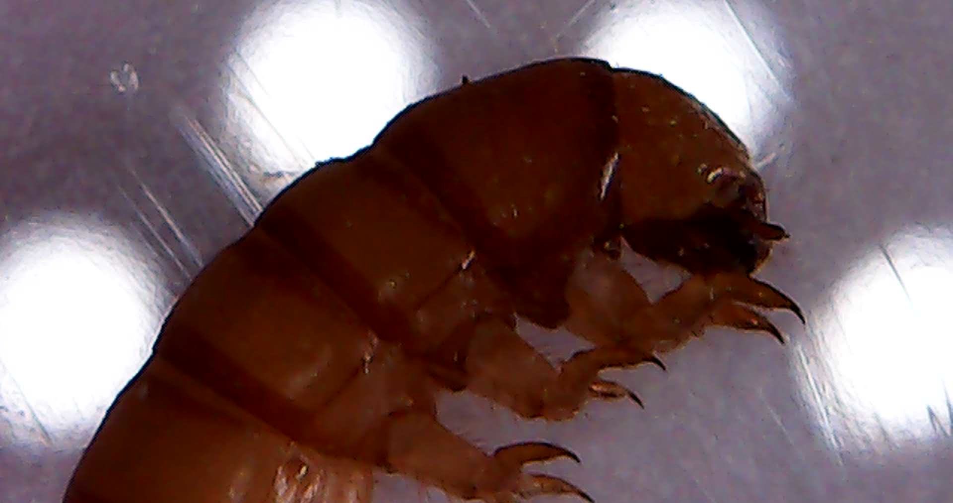 foto scattata al microscopio dai bambini e dalle bambine durante il laboratorio di giocheria 