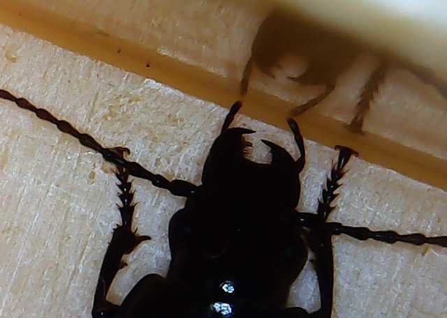 foto scattata al microscopio dai bambini e dalle bambine durante il laboratorio di giocheria 