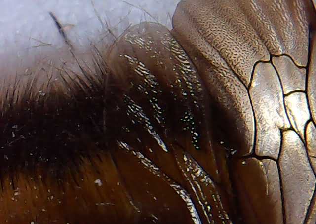 foto scattata al microscopio dai bambini e dalle bambine durante il laboratorio di giocheria 