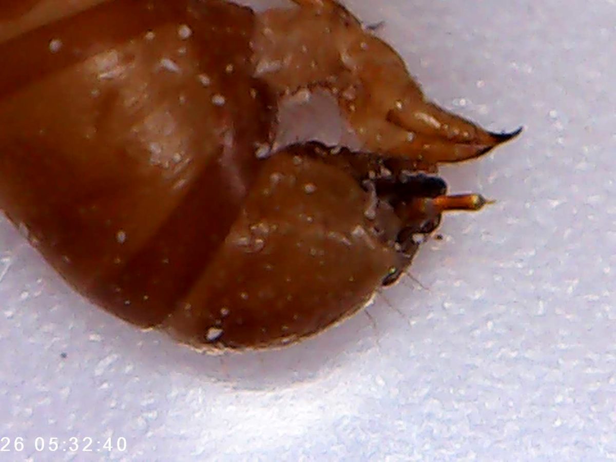 foto scattata al microscopio dai bambini e dalle bambine durante il laboratorio di giocheria 