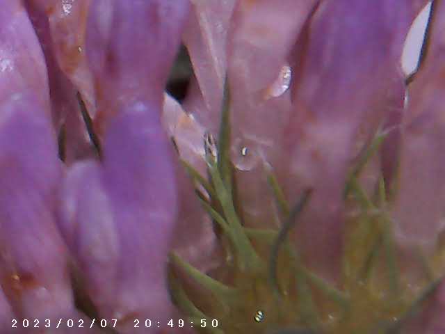 foto scattata al microscopio dai bambini e dalle bambine durante il laboratorio di giocheria 