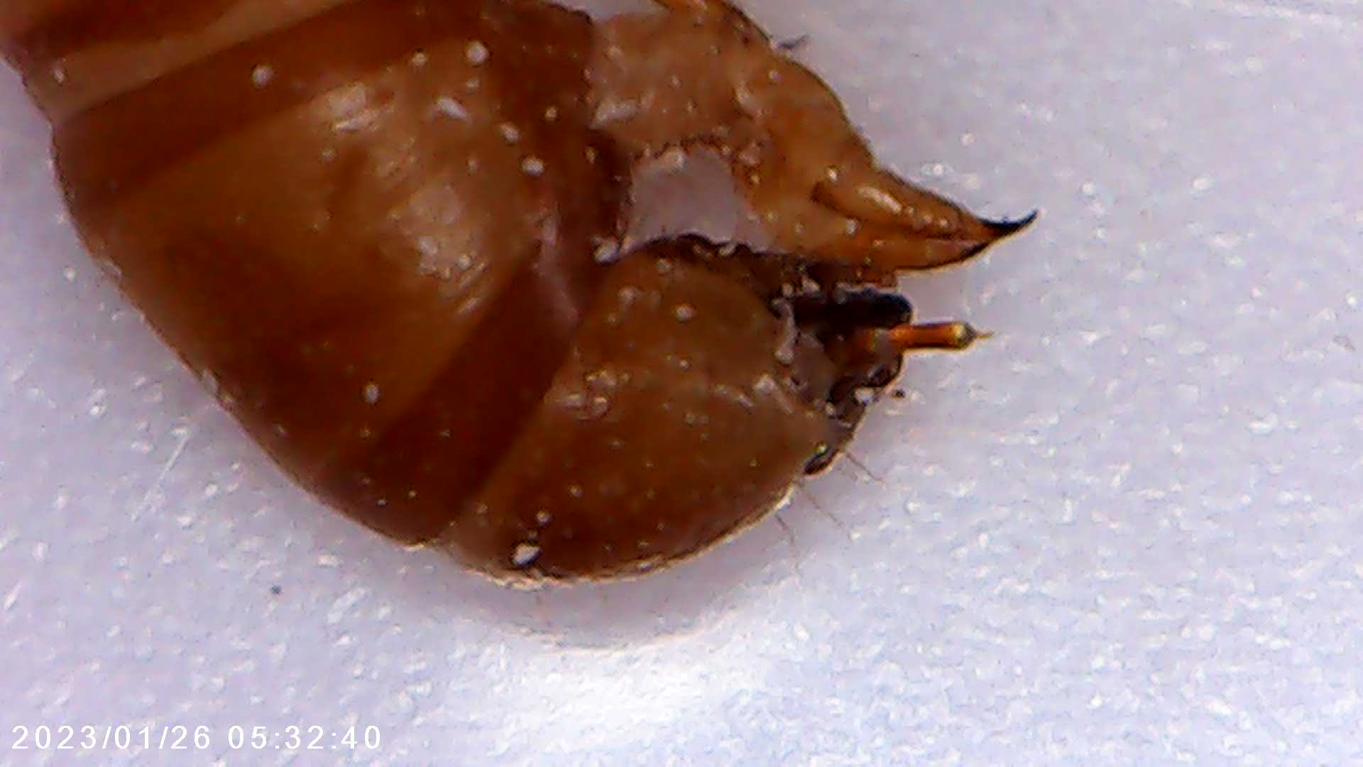 foto scattata al microscopio dai bambini e dalle bambine durante il laboratorio di giocheria 