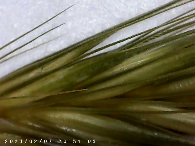 foto scattata al microscopio dai bambini e dalle bambine durante il laboratorio di giocheria 