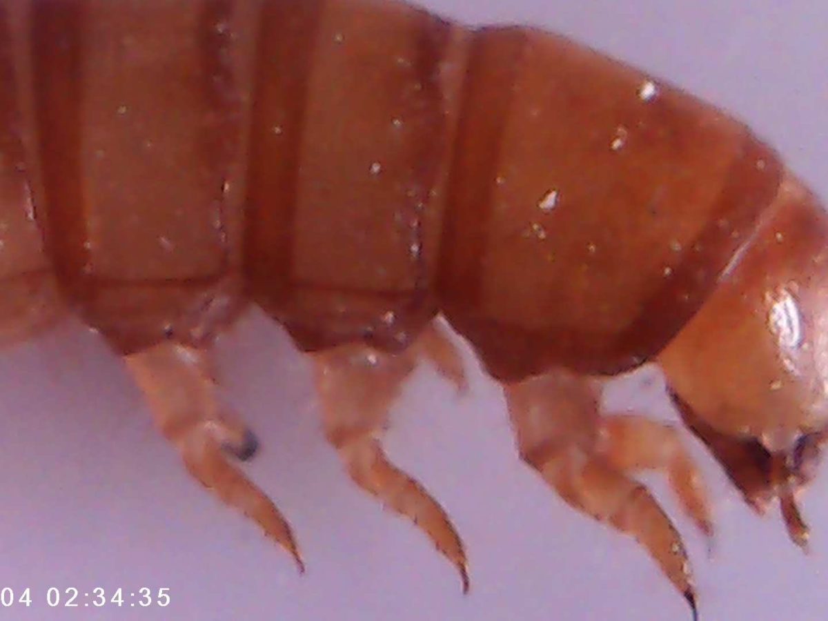 foto scattata al microscopio dai bambini e dalle bambine durante il laboratorio di giocheria 