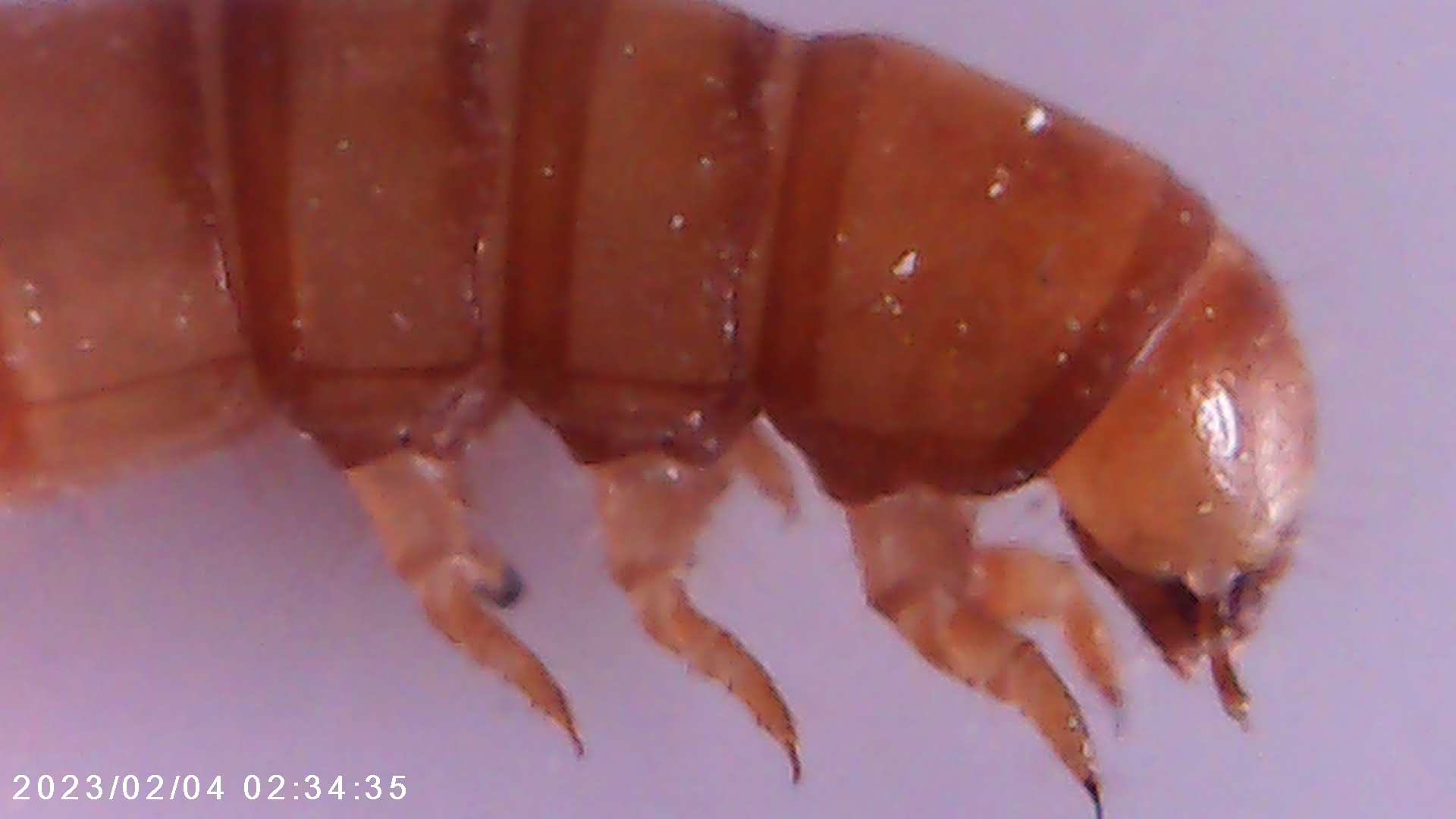 foto scattata al microscopio dai bambini e dalle bambine durante il laboratorio di giocheria 