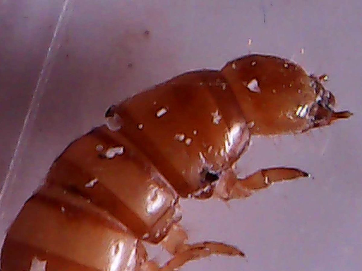 foto scattata al microscopio dai bambini e dalle bambine durante il laboratorio di giocheria 