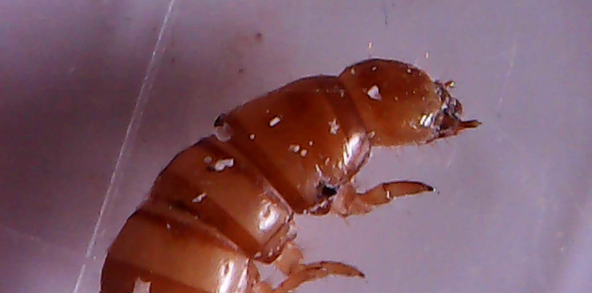 foto scattata al microscopio dai bambini e dalle bambine durante il laboratorio di giocheria 