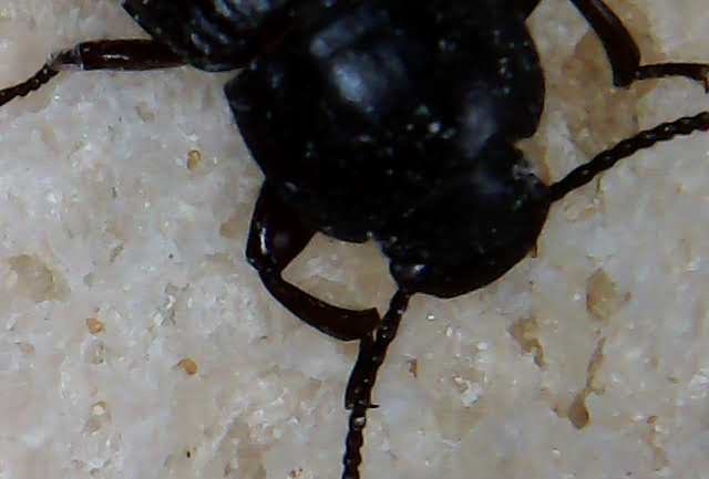 foto scattata al microscopio dai bambini e dalle bambine durante il laboratorio di giocheria 