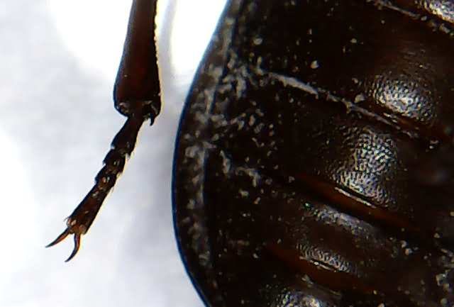 foto scattata al microscopio dai bambini e dalle bambine durante il laboratorio di giocheria 