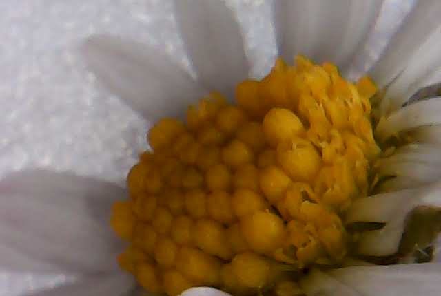 foto scattata al microscopio dai bambini e dalle bambine durante il laboratorio di giocheria 