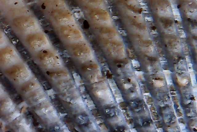 foto scattata al microscopio dai bambini e dalle bambine durante il laboratorio di giocheria 