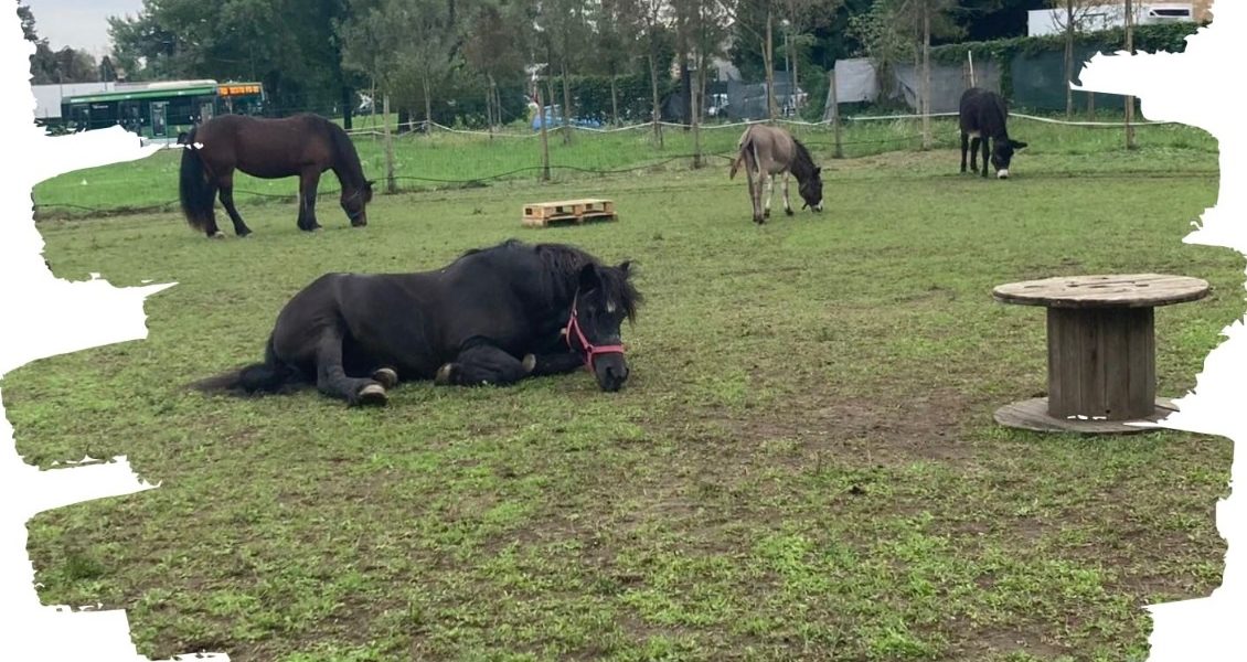 equitazione bambini cavallo