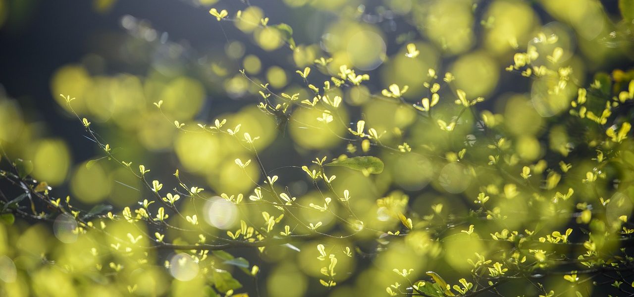 foglie verdi appena nate